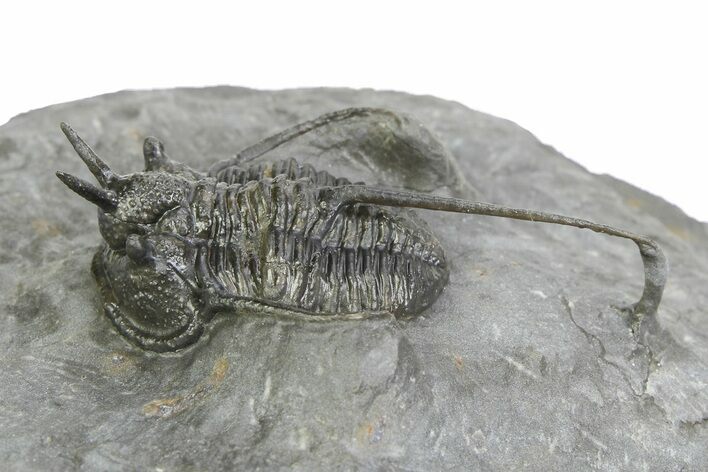 Devil Horned Cyphaspis Walteri Trilobite - Mrakib, Morocco #350484